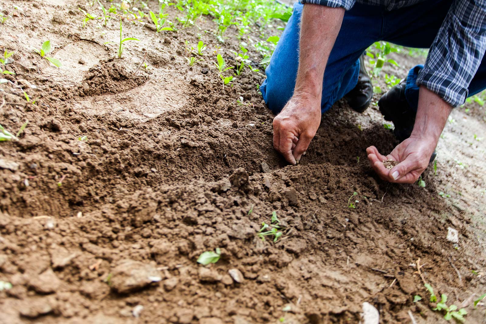 ODS 2 fala sobre fome zero e agricultura sustentável